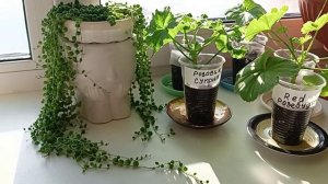 Наращивание хорошей корневой системы, на черенках Пеларгонии