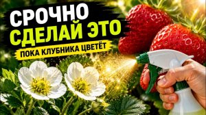 Почему КЛУБНИКА обильно ЦВЕТЁТ, но ЯГОДЫ вырастают МЕЛКИМИ и кислыми