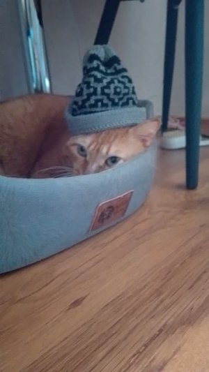 мой котик