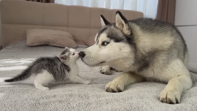 Как крошечный котенок полюбил гигантского хаски!!