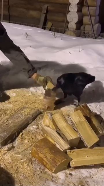 Вороны помогают