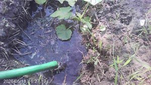 Полив кабачков сорта Зебра