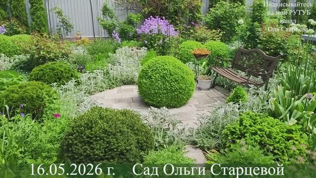 Чем хорош сад из многолетников и кустарников, почему не сажаю однолетники 16.05.2026 г. Пятигорск