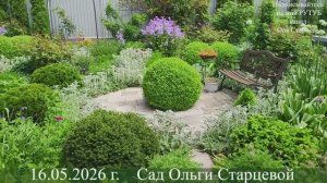 Чем хорош сад из многолетников и кустарников, почему не сажаю однолетники 16.05.2026 г. Пятигорск