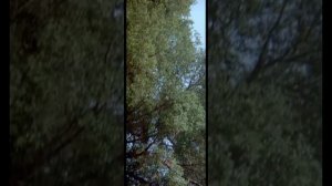 под планетой 🪐 обезьян 45мин фильма