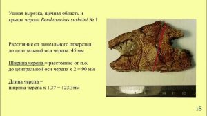 Палеострат 2026. Воронкина А.Д., Сенников А.Г., Шмаков А.С. Нижнетриасовое местонахождение Вахнево