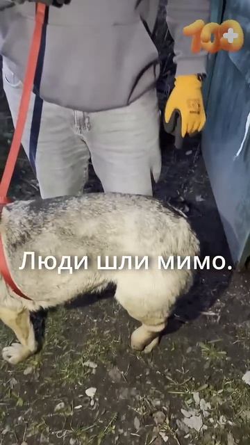 Я хочу жить. Помоги мне. #приютчудес #помощьбездомным #скораяпомощьдляживотных