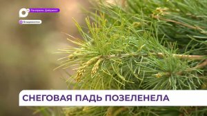 Владивосток поддержал акцию «Зелёные города» - озеленение началось со Снеговой Пади