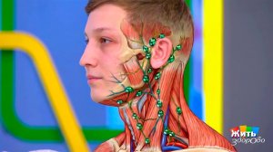 Секреты лимфатической системы: как очистить организм. Жить здорово! Фрагмент выпуска от 18.05.2026