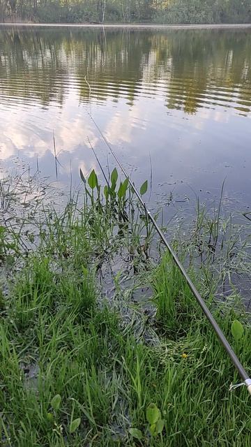 Нерест карася