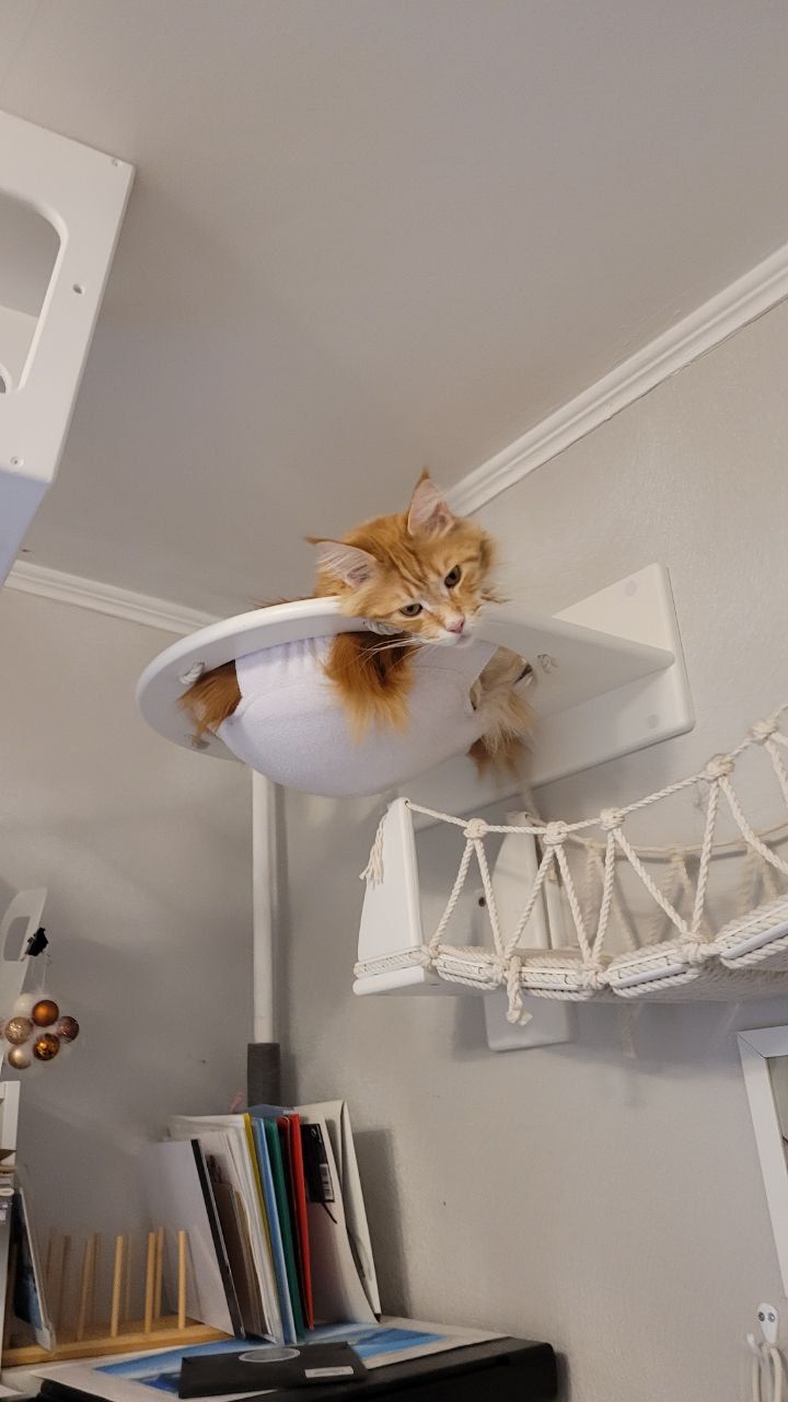 Мы создаём комплексы так, как будто делаем их для собственных любимцев😻 😻 😻 😻 😻 🐶