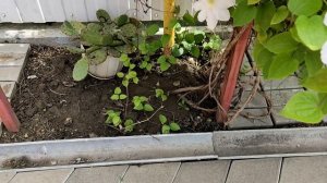 Изготавливаю отраву для травы #Готовлю салат из куриных желудочков