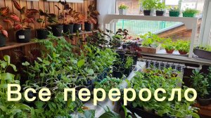 На севере тяжело выращивать овощи ,цветы...))Начинает все зеленеть.