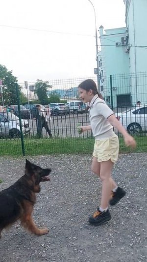 Гуляли сегодня на площадке с Ежевикой и ее другом Блэком (лабрадор) #ангел_ок #немецкаяовчарка