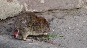 НАШЕСТВИЕ ГРЫЗУНОВ
