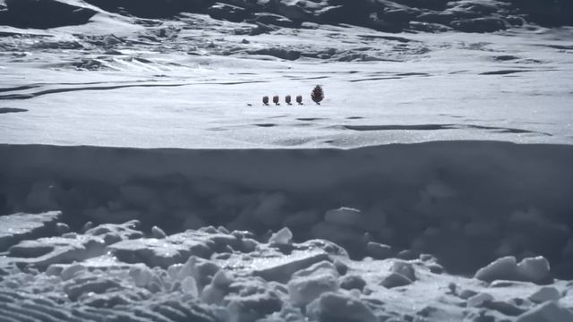 50. Snow Fly 🎅 Minuscule ⛄️ 55' Compilation