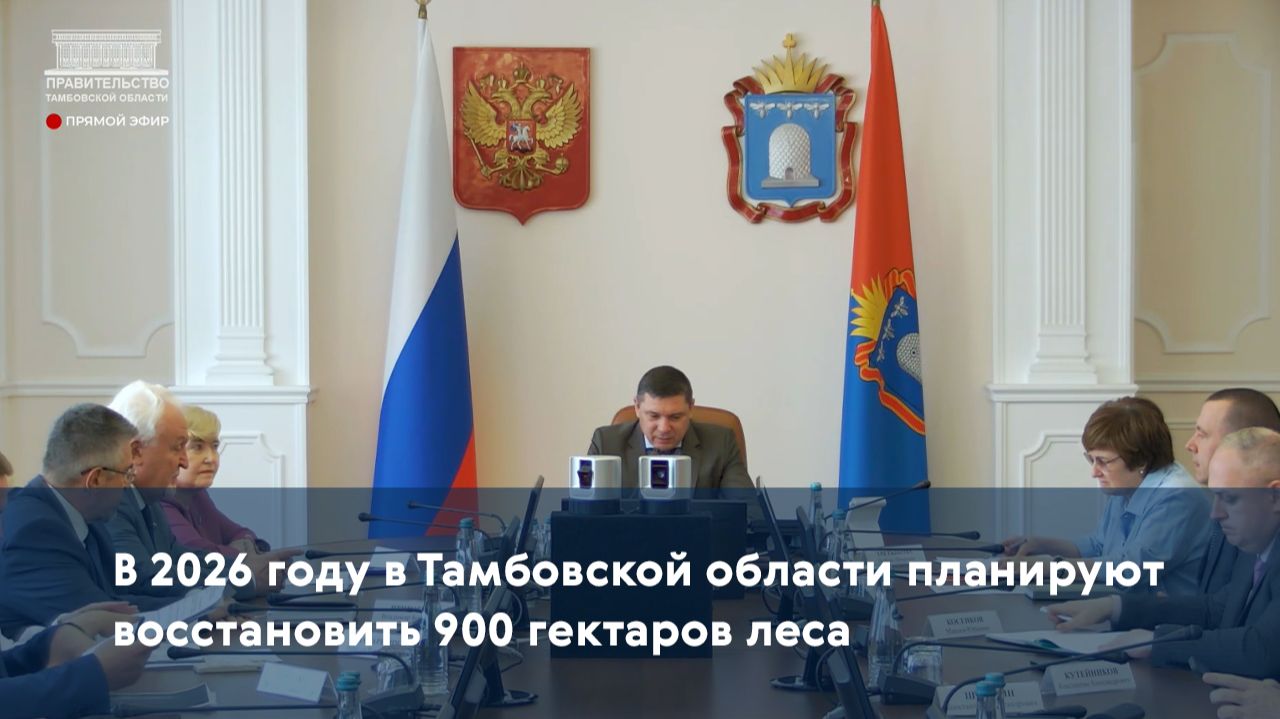 В 2026 году в Тамбовской области планируют восстановить 900 гектаров леса