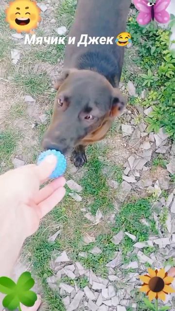Мячик и Джек-1🐶🐱😅