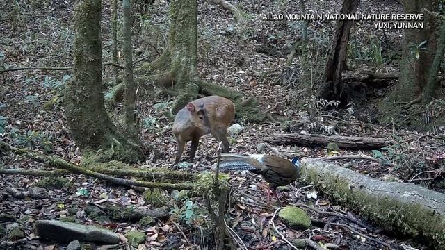 🦌🦚Фазан и олень:  редкая встреча в китайском заповеднике