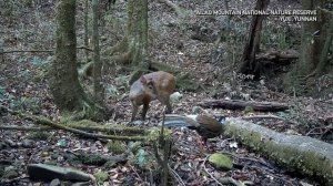🦌🦚Фазан и олень:  редкая встреча в китайском заповеднике