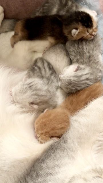 Котятам 5 дней.