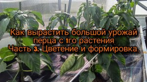 Как вырастить большой урожай перца с 1го растения часть 3. Цветение и формировка.