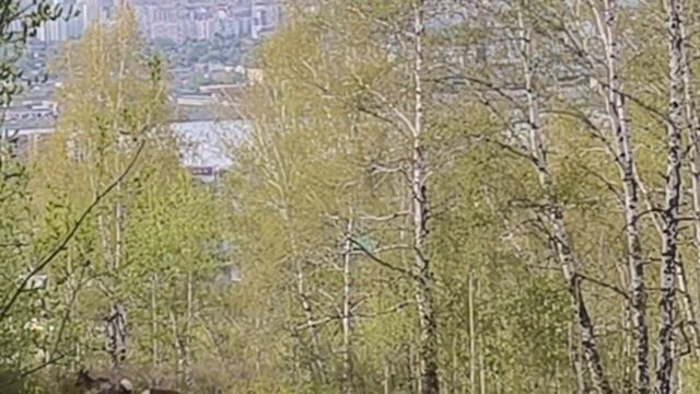 Видео от Красноярская тайга. Фотоловушки