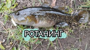 ЛОВЛЯ РОТАНА НА МОРМЫШКУ💥 #мормышинг