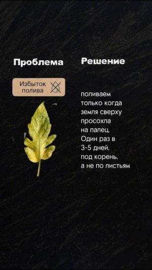 6 проблем томата