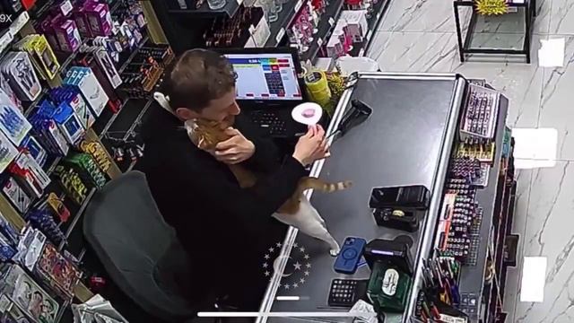 В Турции уличная кошечка ежедневно приходит пообниматься с кассиром