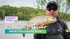 Ловлю голавля на китайские воблеры за 300 рублей и убегаю от дикого, мшистого бобра