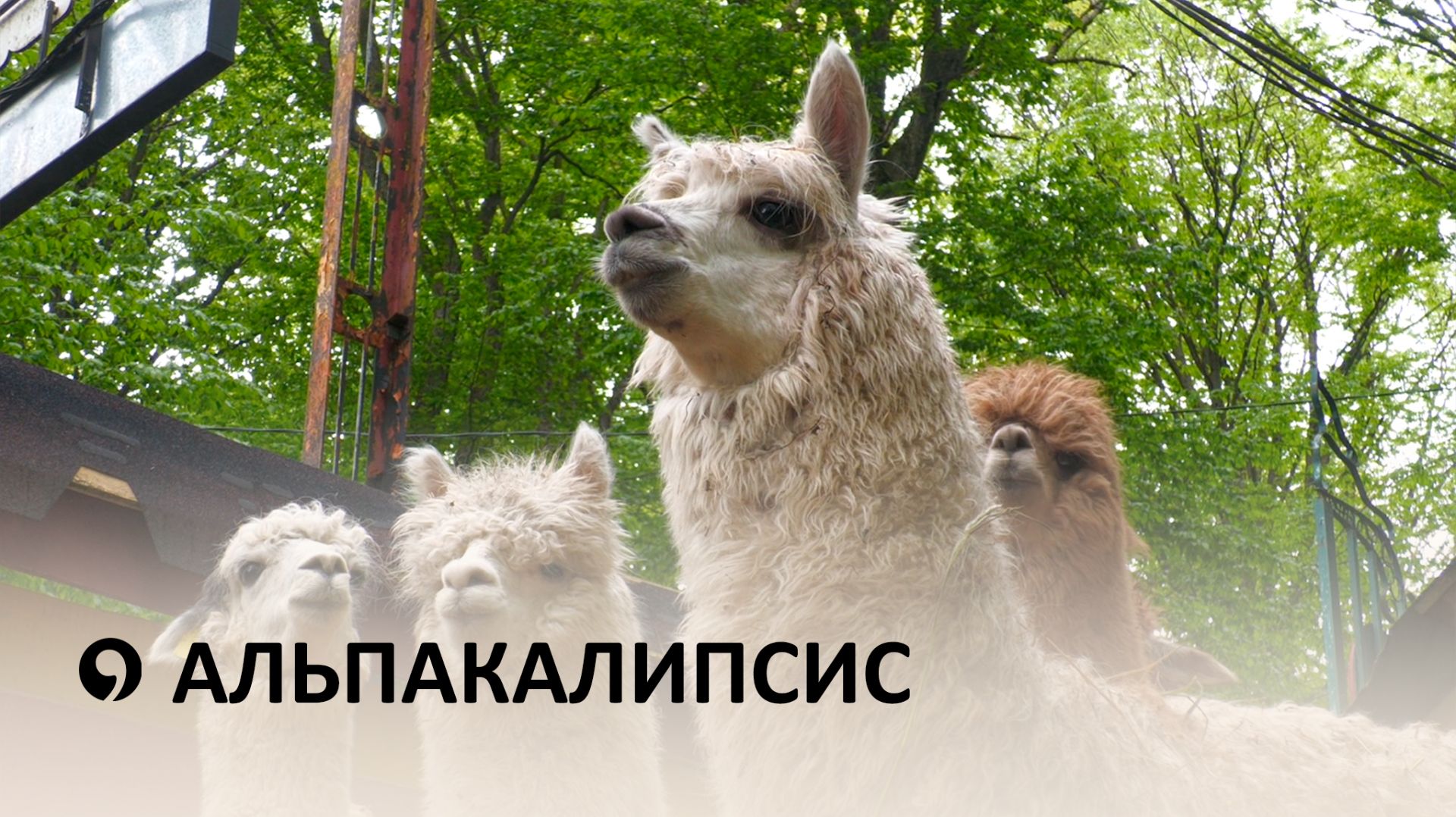В Ставрополь привезли десяток новых альпак