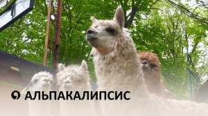 В Ставрополь привезли десяток новых альпак