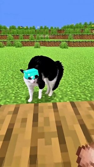 СЕЛЬСКИЙ ЖИТЕЛЬ КОРМИТ МИЛОГО КОТЕНКА 🐈