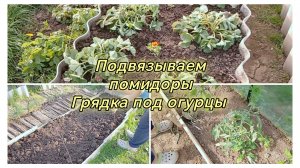 Мама подвязала помидоры, я переделала грядку под огурцы. С викторией всё хорошо.