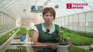 Томские овощеводы вышли в поля