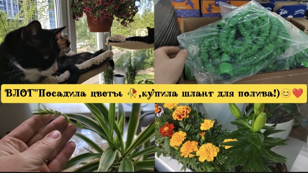 ВЛОГ"Посадила цветы 🥀,купила шланг для полива цветов!)😊❤"