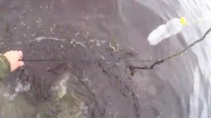 ИДУЩИЙ ПО ВОДЕ! РЫБАЛКА В АРКТИЧЕСКОЙ ЗОНЕ! В КАЖДЫЙ ДЕНЬ ПРОВЕРЯЮ СЕТКИ НА КОЛАХ! РЫБЫ ПОЛНО!
