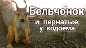 Бельчонок и пернатые у водоёма