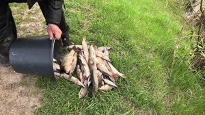 РЫБАЛКА КИПРИНО Алтайский край