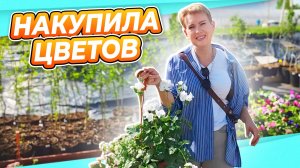 Накупила цветов  Петрушка, розы и другие женские слабости