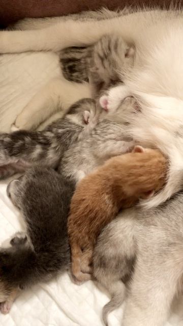 Котятам 4 дня.