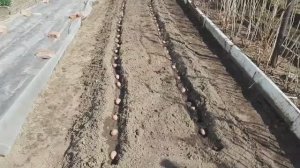 2442. В Тельце на убывающей Луне  высаживаю картофель.ВПЛ.