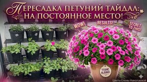 ПЕРЕСАДКА ПЕТУНИЙ ТАЙДАЛ на ПОСТОЯННОЕ МЕСТО! СДЕЛАЙТЕ ТАК!