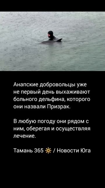Анапские добровольцы уже не первый день выхаживают больного дельфина, которого они назвали Призрак