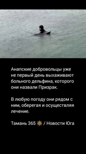 Анапские добровольцы уже не первый день выхаживают больного дельфина, которого они назвали Призрак