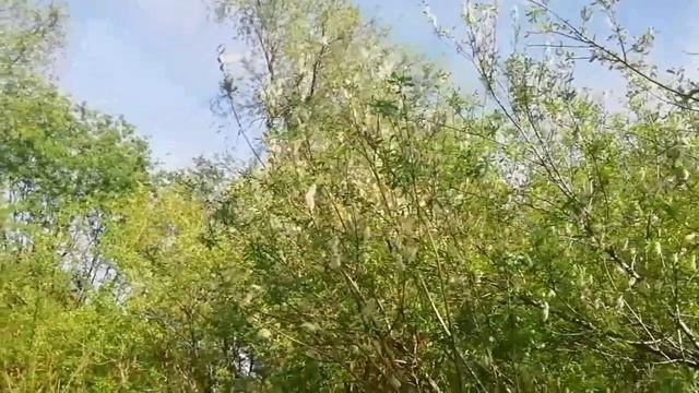 Слушаем мы наших птичек