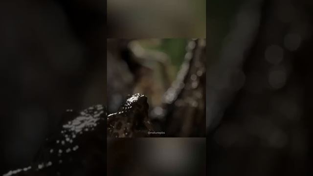 Я люблю всех животных😇