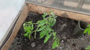 Сибирь. Высадили томаты 🍅 в теплицу.16-17 мая.2026.
