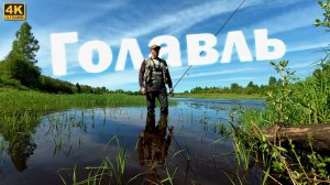 Май - время ловли голавля | Где его искать в этом году?